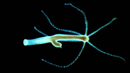 Wie entschlüsselt man Unsterblichkeit?