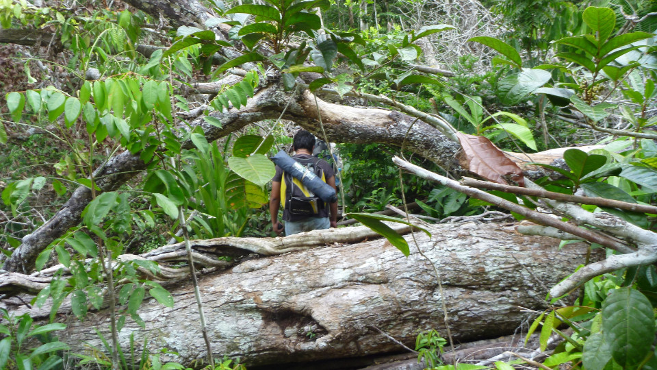 Waldschäden im Amazonas auch durch heftigere Stürme  