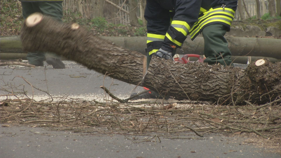 Weitere Baumfällung