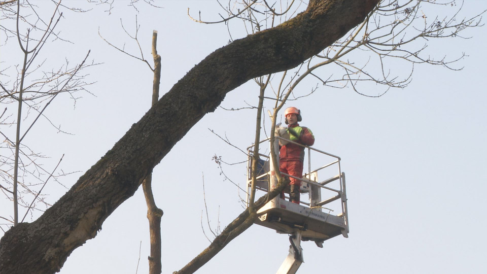 Baumfällungen am Steiger