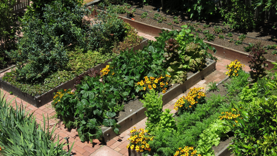 Stadtratsdebatte über Erhalt von Kleingärten