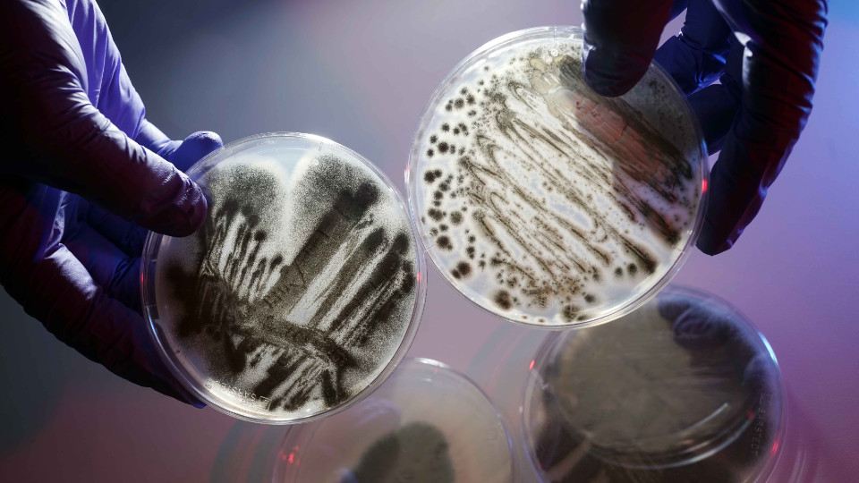 Jenaer Forschungsteam entwickelt innovative Therapien gegen resistente Keime