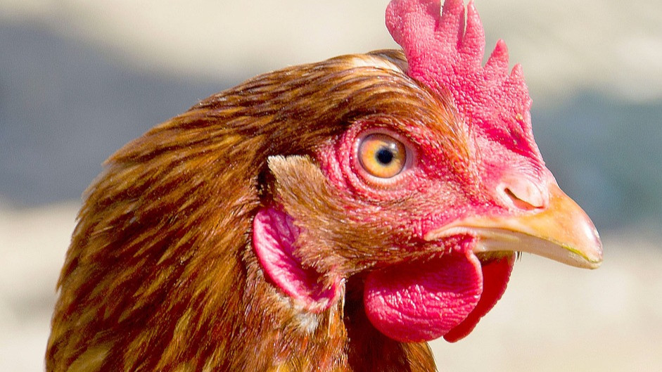 Rassegeflügelschau in Laasdorf