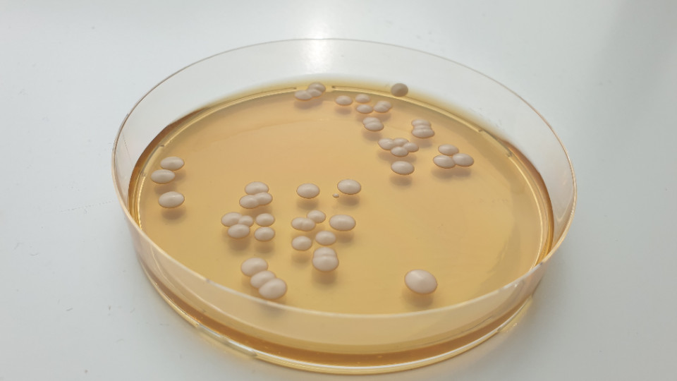 Medikamentenresistente Pilze breiten sich aus