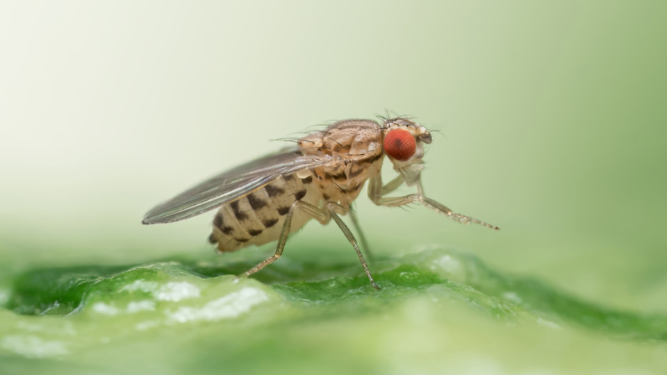 Vorliebe für Fäulnisgeruch 