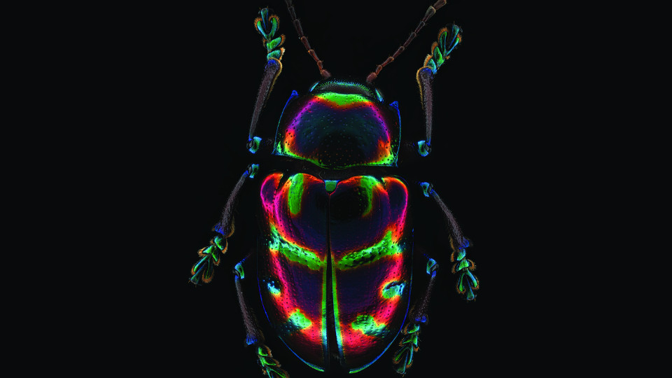 Symbiosen und Gentransfer bei Blattkäfern  