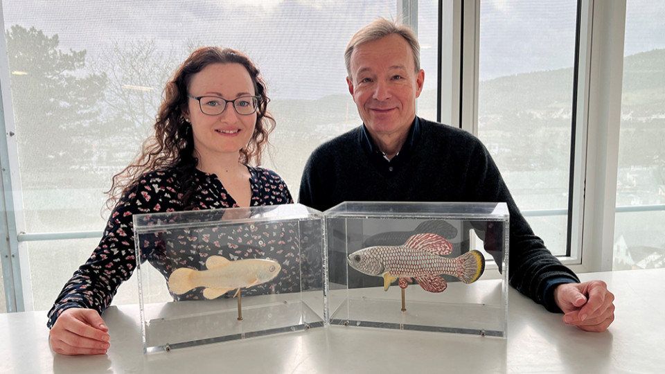 Gen zur Geschlechtsbestimmung beim Killifisch identifiziert