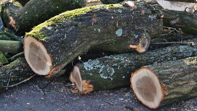 Fällung von zwei Weiden am Knoten Wiesenstraße/Brückenstraße