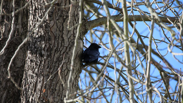 Bürgerinitiative will Bäume am Volksbad retten