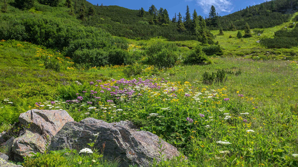 Klimawandel mischt die Arten neu 