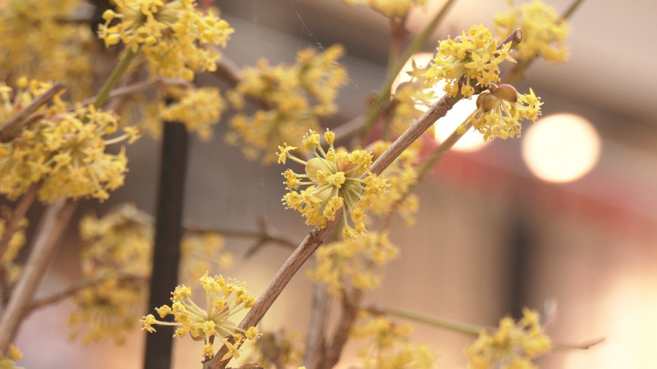 Frühlingsduft - Blumen laden zum Verweilen im Einkaufszentrum ein