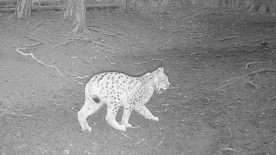Luchsweibchen NOVA bei Jena gesichtet