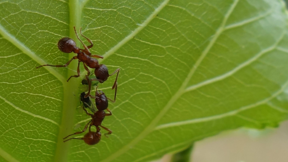 Verborgene Verbündete