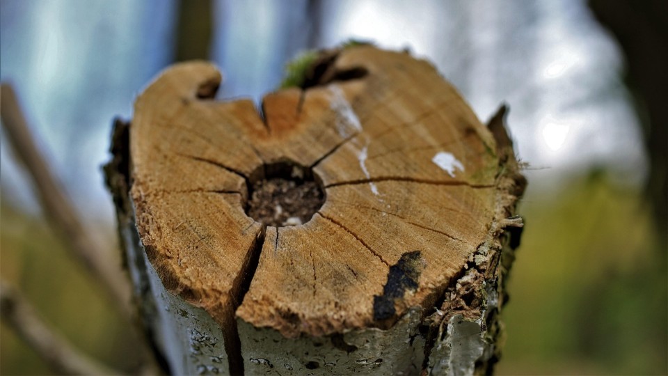 Baumfällungen in Alt-Lobeda