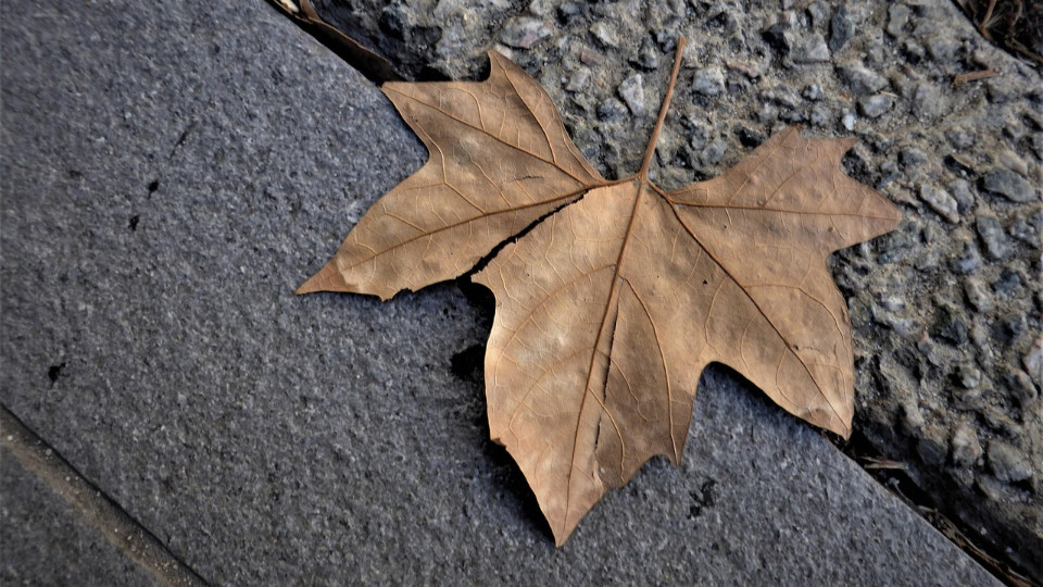Neue Straßenbäume am Steiger?