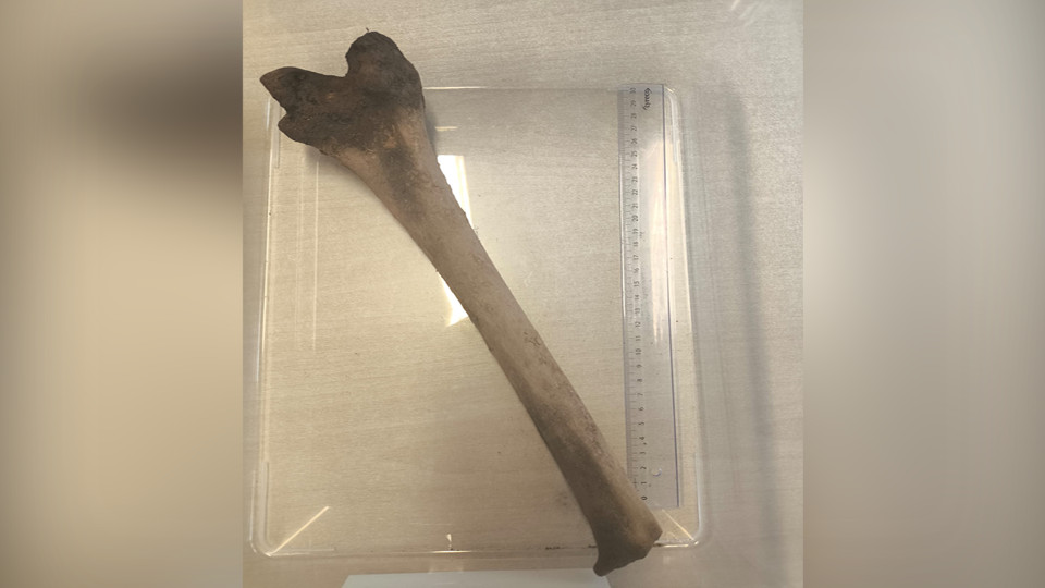 Möglicher menschlicher Knochen gefunden