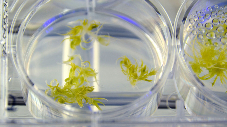 Verborgene Schätze im Moos