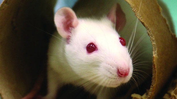 Tierversuche in der Wissenschaft