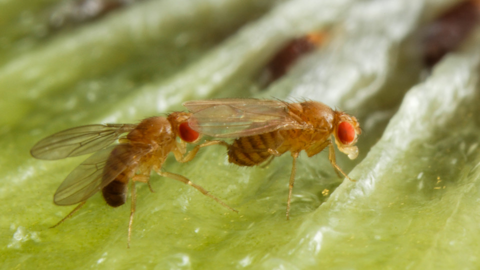 Alkohol macht Fliegenmännchen sexy