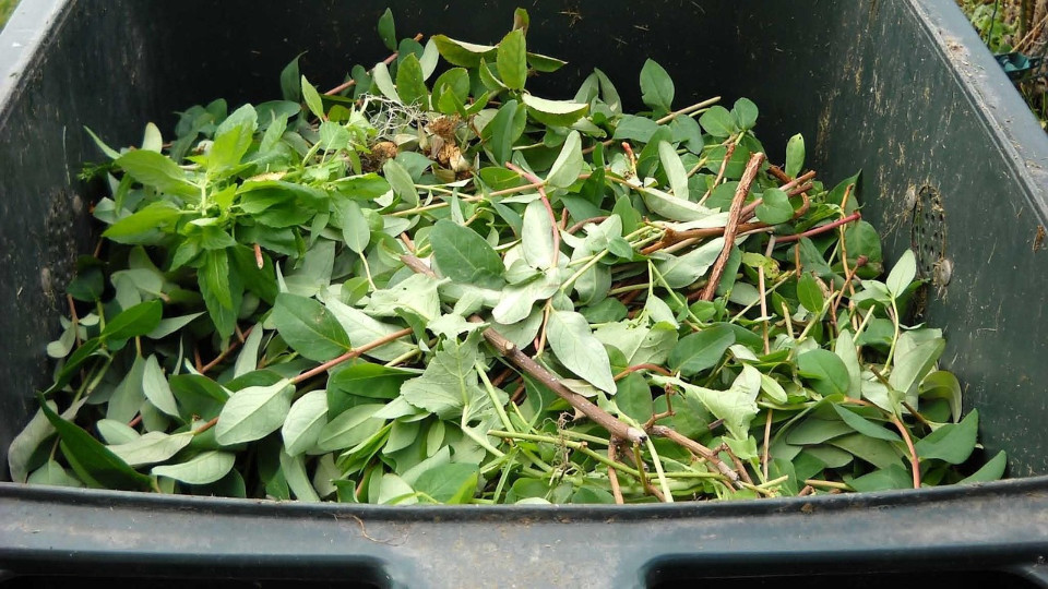 Neue Regeln für die Biotonne