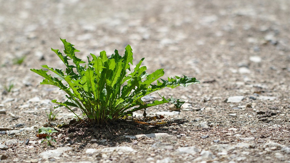 Stadtnatur entdecken und markieren