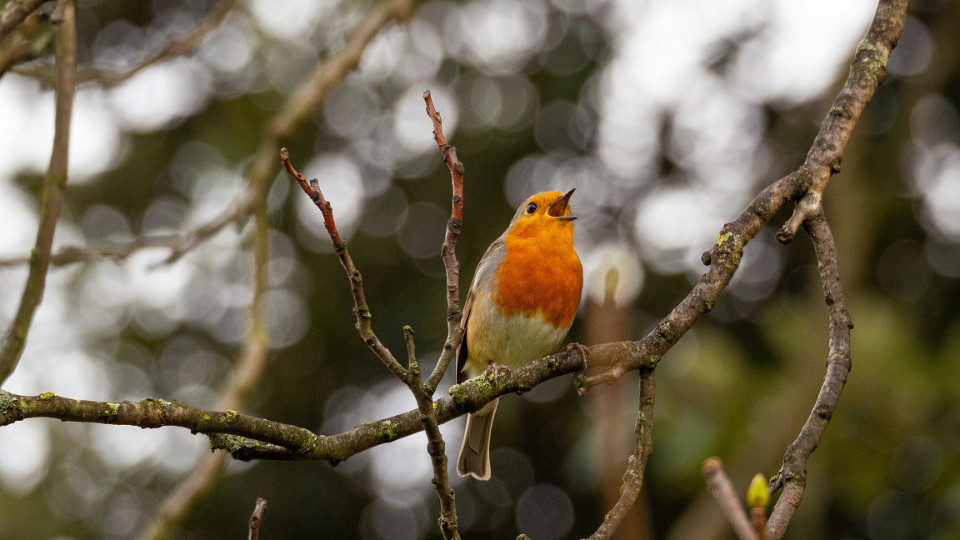 Bürgersingen startet am 21. Mai