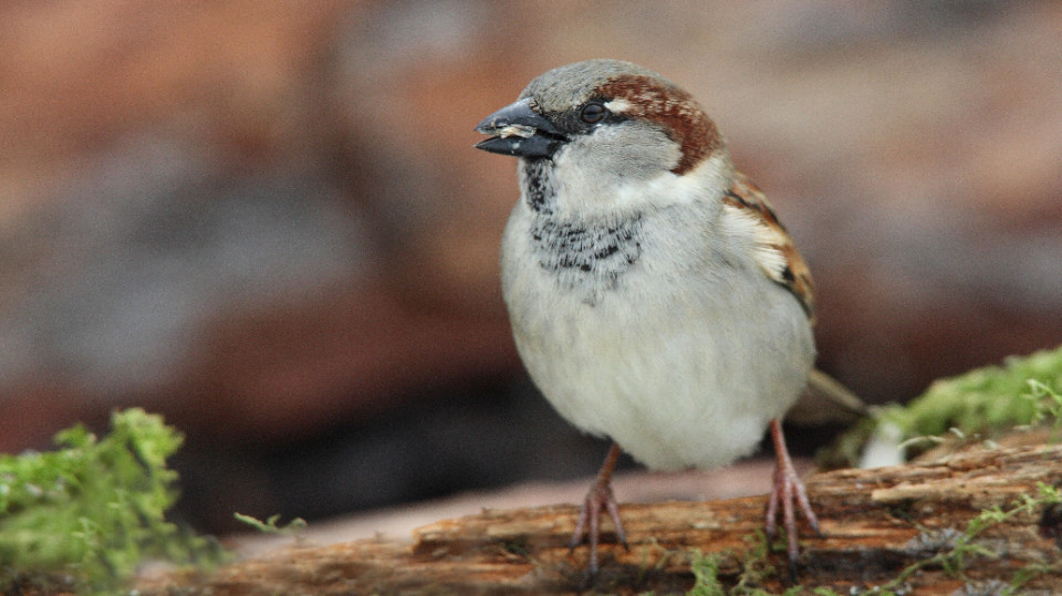 Mit der Vogelwelt geht’s bergab Jena TV Sehen, was bewegt.