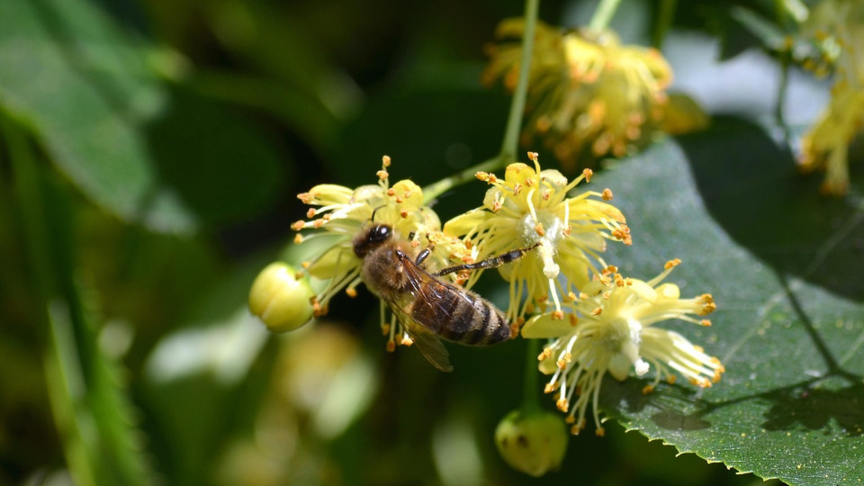 Lindenblütenfest in Löbstedt