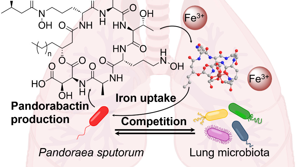 Pandoras Mikroben – Der Kampf um Eisen in der Lunge