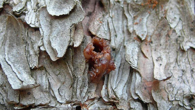 Fichten setzen auf chemischen Mix zur Abwehr von Käfern und Pilzen