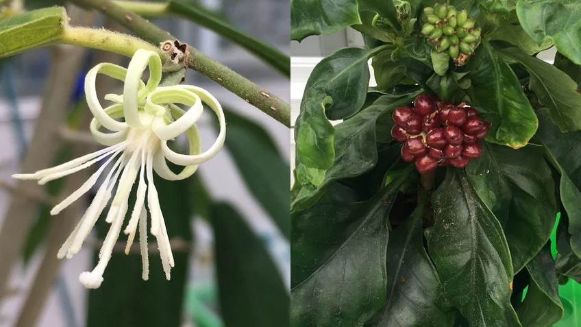 Zwei Pflanzenarten erfinden die gleiche chemisch komplexe Substanz