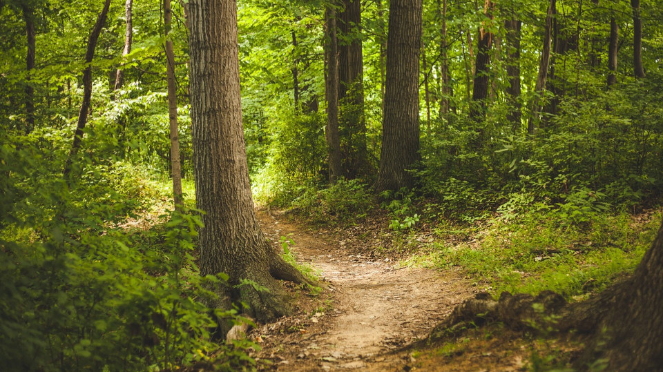 Vielfältige Baumpflanzungen fördern Ökosystemleistungen im Wald