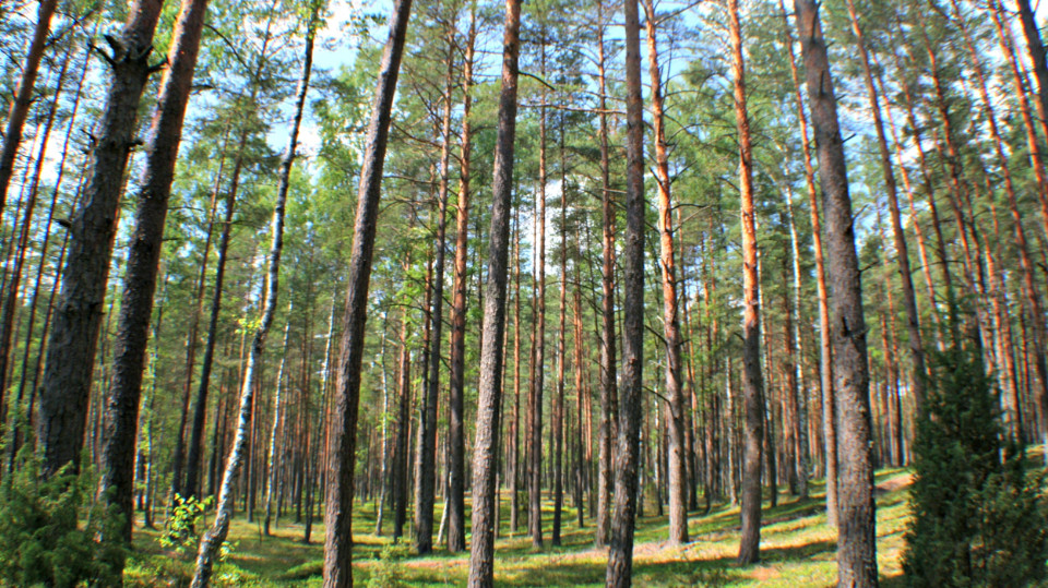 Kohlenstoffsenken der EU-Wälder werden schwächer