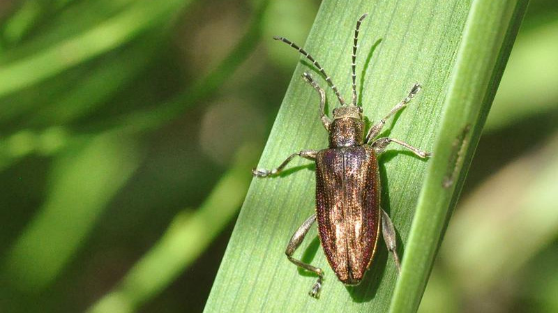 Winzige Genome, große Flexibilität: Symbionten der Schilfkäfer