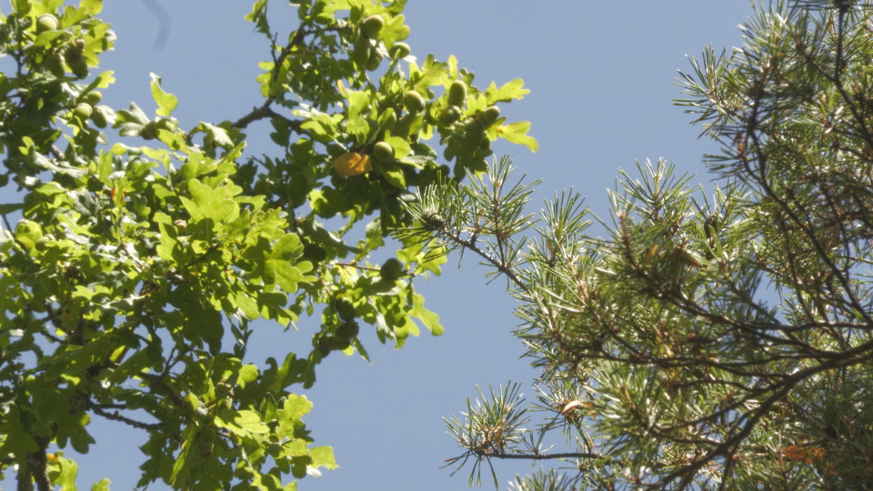Waldzustandsbericht - Bäume erholen sich von trockenen Jahren
