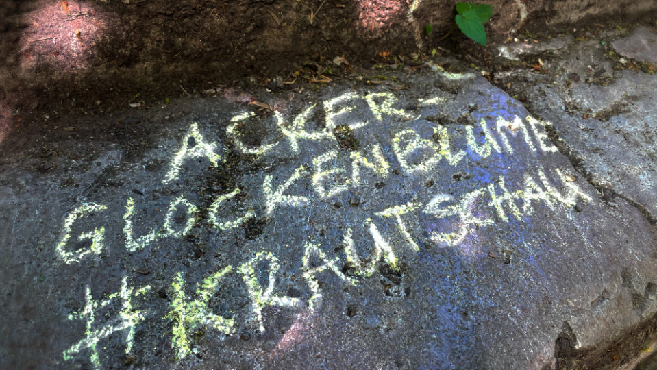 Pflanzen entdecken in der Stadt