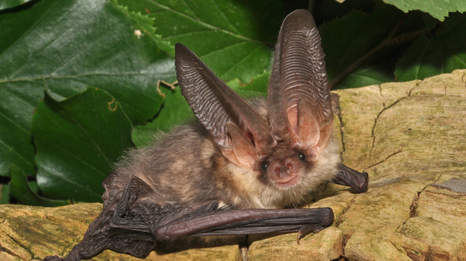 Flugakrobaten in lauen Sommernächten