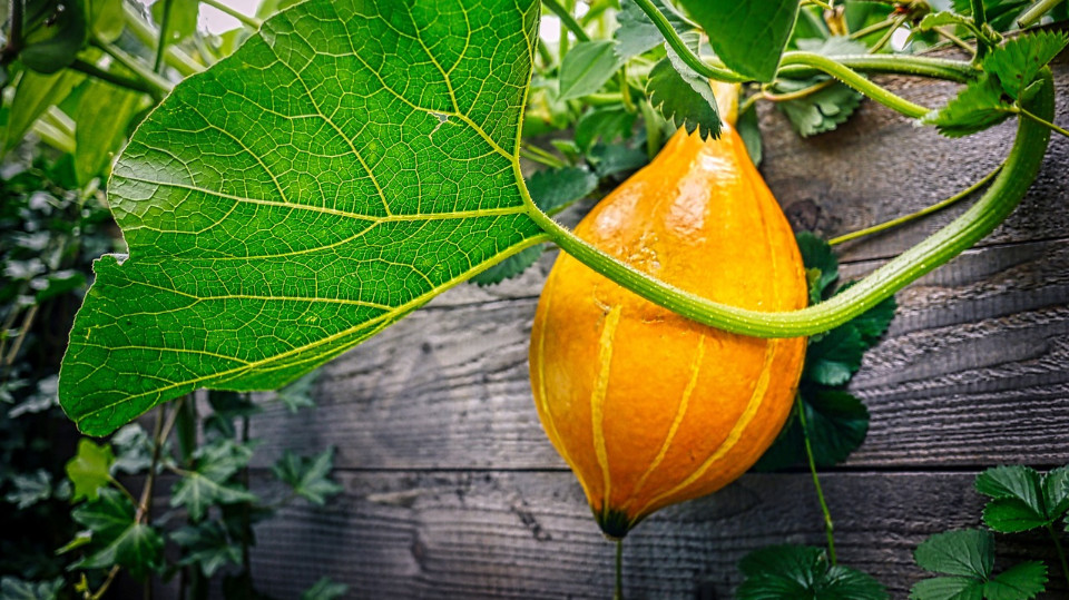 Kleingartenverein feiert 95 Jahre 