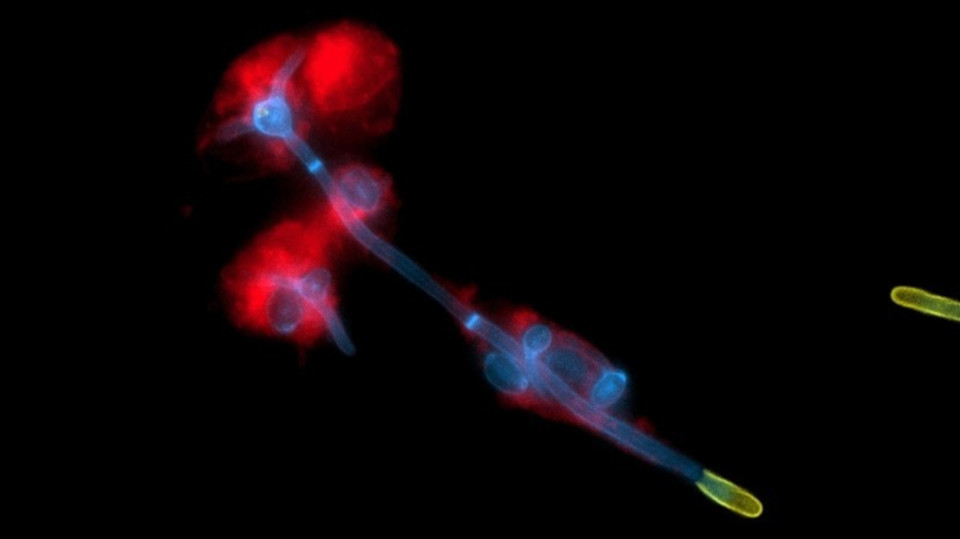 Die Dosis macht den Unterschied