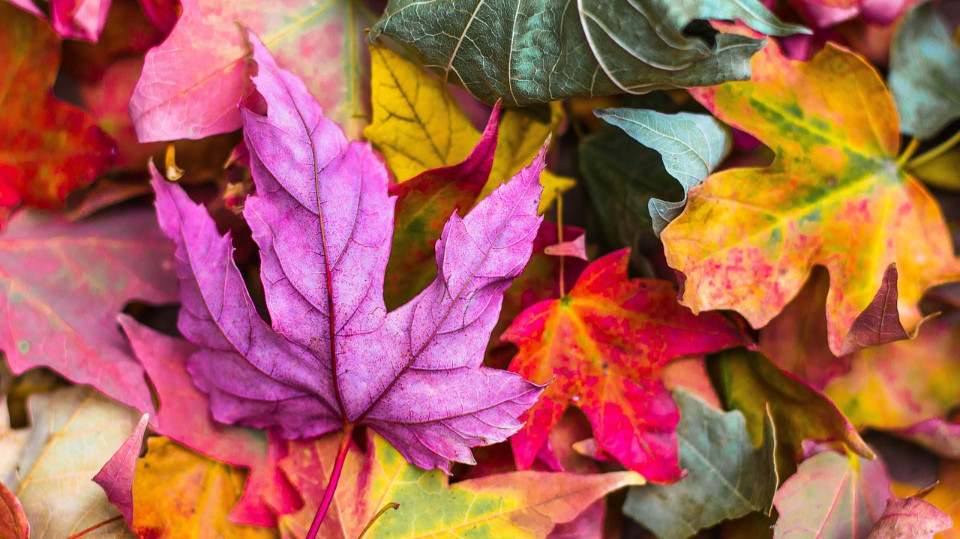 Herbstdeko aus Naturmaterial