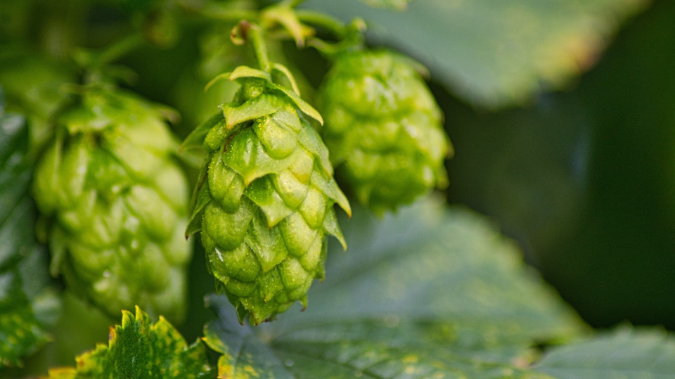 Busfahrten zur 1. Hopfenmeile in Schkölen