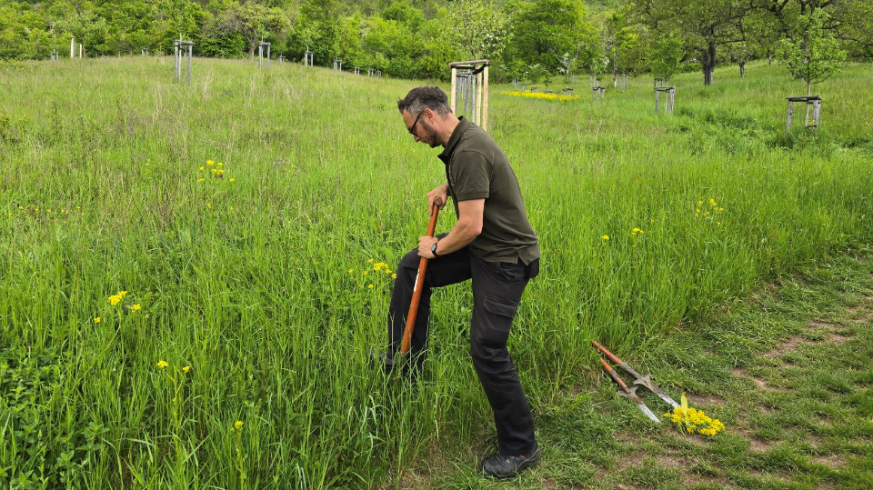 Herbsteinsätze gegen das Orientalische Zackenschötchen