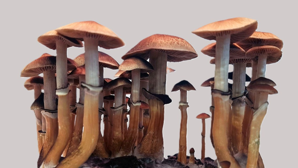 Zauberpilze erfinden Wirkstoff zweimal