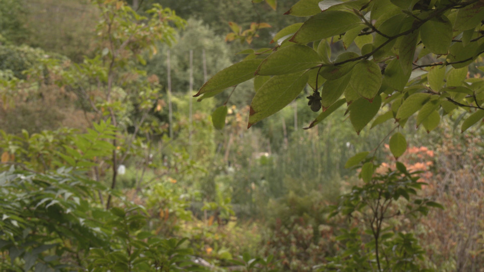 Artenvielfalt – Projekt gibt Tipps für Biodiversität im privaten Grün