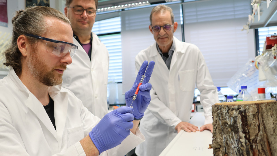 Wie Nadelbäume Borkenkäfer abwehren