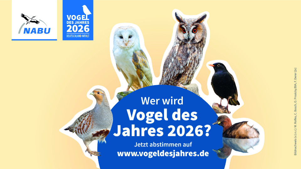 Wahl zum Vogel des Jahres 2026 Wahl zum Vogel des Jahres 2026
