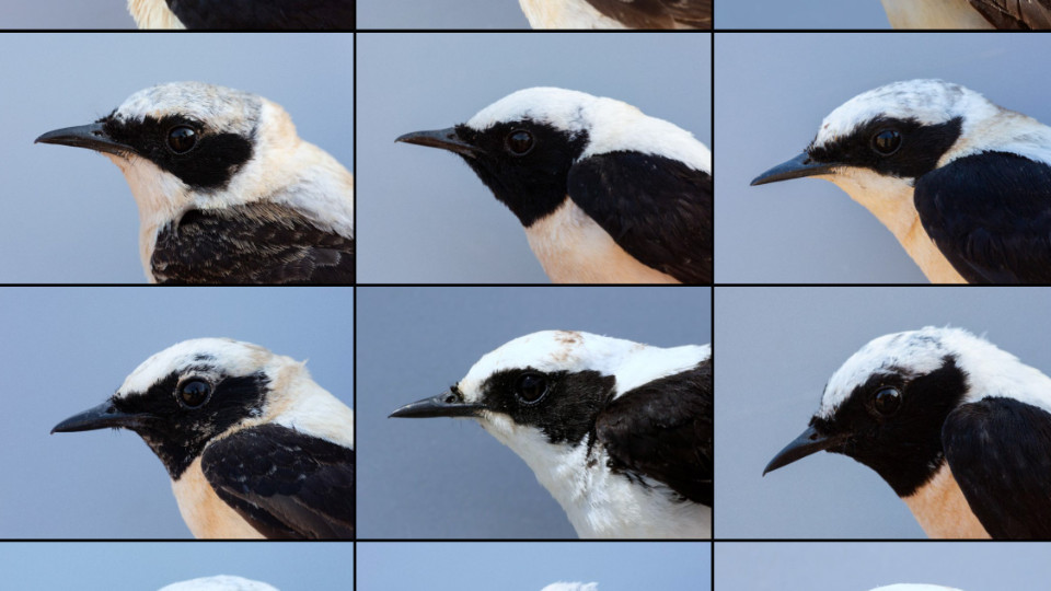 Jenaer Forschende entdecken Gentransfer zwischen Vogelarten