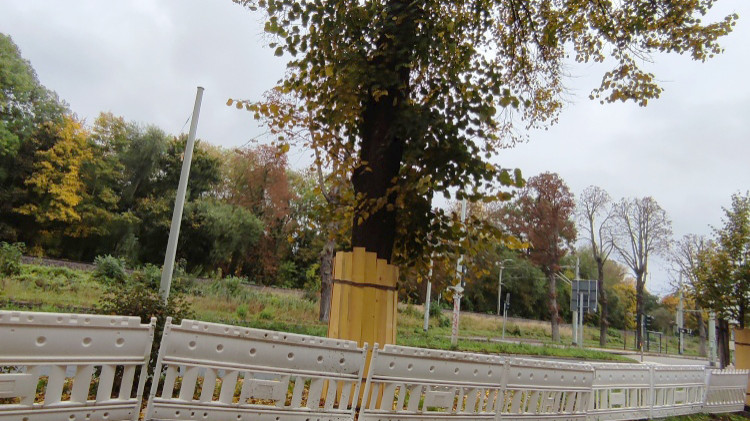 Zwei Linden an der Kahlaischen Straße müssen gefällt weren