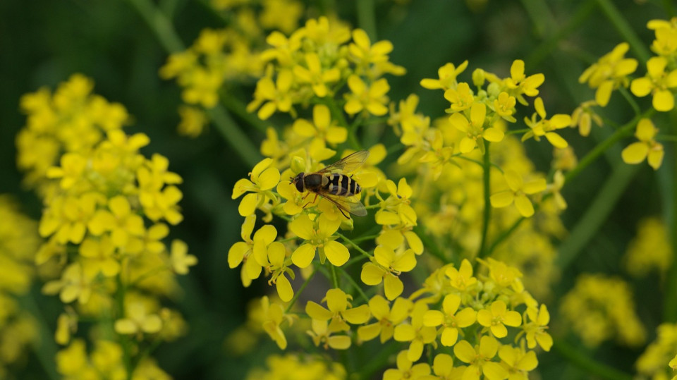 Einsatz gegen das Orientalische Zackenschötchen