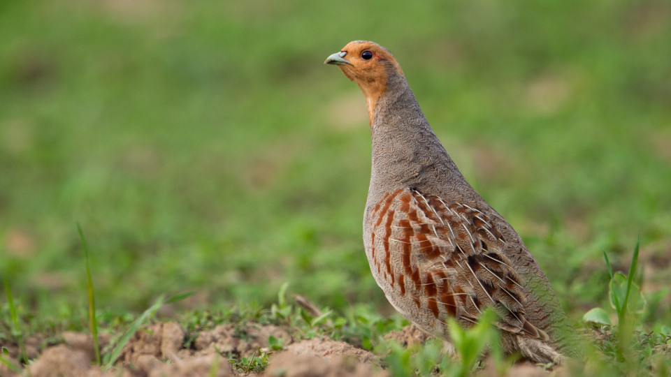 Rebhuhn ist Vogel des Jahres 2026